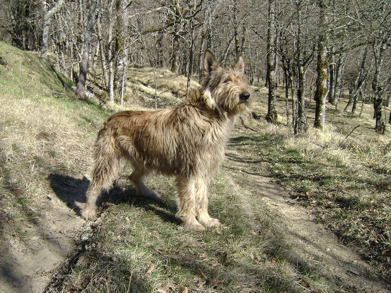 CH. Aura du Roc de Mélusine