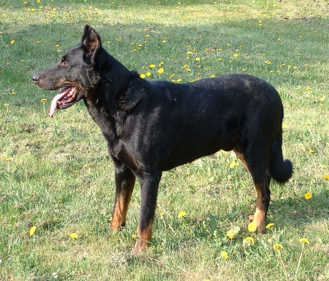 CH. Merlin dit Filou du Roc de Mélusine