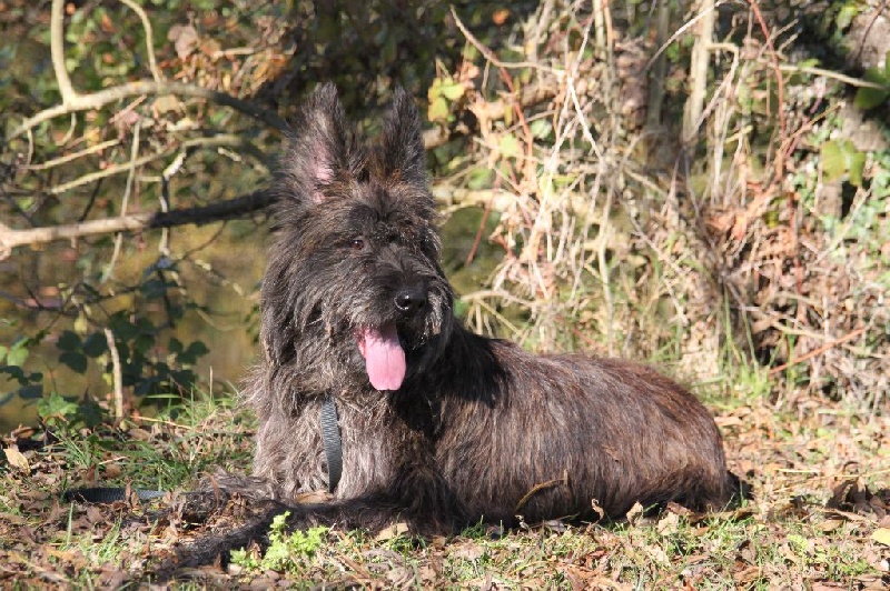 CH. Idole de la vallee du cens