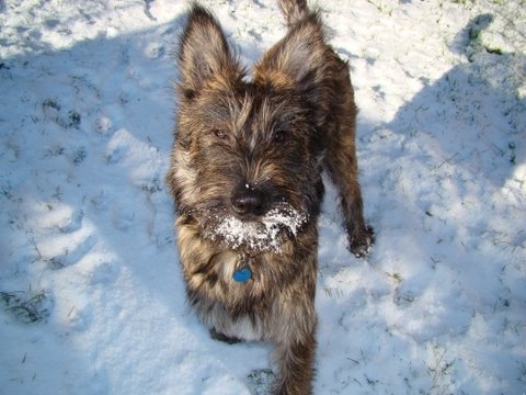DES NOUVELLES DES CHIOTS NES CHEZ MOI